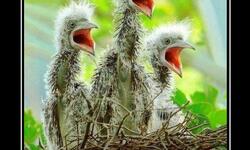 Они ждут маму