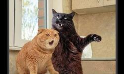 Элементарно ватсон