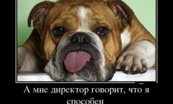 А мне директор говорит