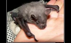 Бэтмен - начало карьеры