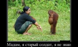 Мадам я старый солдат