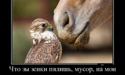 Чо ты зеньки пялишь?