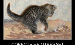Совесть не отвечает