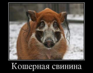 Кошерная свинина