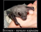 Бэтмен - начало карьеры